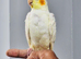 Beautiful baby hand tamed & untamed cockatiels for sale.