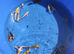 &pound;5 koi carp