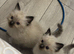 5 beautiful ragdoll/blueprint kittens for sale