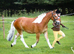 13/13.1hh, 4 year old gelding
