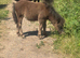 Shetland