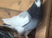 Iranian Toghie Highflyer Pigeons For Sale