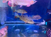 Indonesian Super Red Arowana for Sale