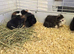 5 Adorable Baby Boy Guinea Pigs For Sale (Under 6 Months)