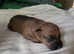 Lakeland terriers