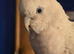 Male cockatoo