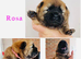 OUTSTANDING CHOW CHOW PUPS