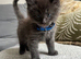 Tica registered blue Maine Coon
