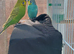 Bonded pair of young cocks