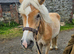 Registered Haflinger gelding