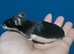 Fancy mice