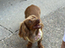 Longhaired miniature dachshund