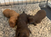 F2b Miniature Cockapoo Puppies.