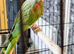 Aleksandrine talking parrot with cage