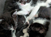 Beautiful litter of kittens ready this weekend