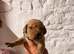 One kc gorgeous Labrador pup still available