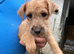 Lakeland terrier pups