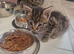 The cuties are looking for a new home.