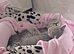 British shorthair tabby kittens