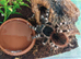 Brazilian white knee tarantula subadult female