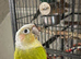 breeding pair conures with set up