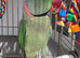 Alexandrine parrot