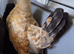 2 x Serama Roosters