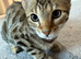 Stunning Bengal Kittens Available.