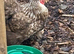Beautiful trio of chocolate laced pekins last years birds laying well very fetile