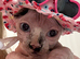 Male Sphynx kittens Ready Now