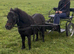 For sale Bibor little mare