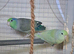 1 year old pair