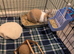 Indoor Rabbit