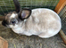 Mini Rex rabbit