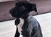 Cane corso cross puppies