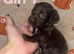 Cocapoo puppies