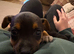 Jack Russell puppy (boy)