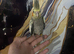 Baby hand reared cockatiels