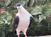 afghan pigeons