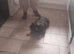 Male french bulldog
