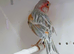 2 x Red mosaic canaries