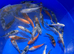 Koi carp 3-4 inch