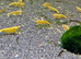Yellow shrimp £2 each
