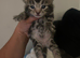 3 kittens for sale