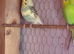 Young budgies for sale.all colours