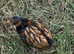 Chicks of various breeds