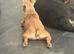 French bulldog bitch