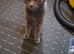 Grey Russian blue cat