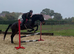 16.3 gelding 6yr old
