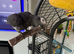 Timneh African grey 6 years old